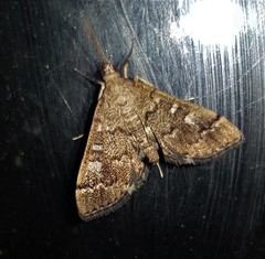 Nacoleia glageropa