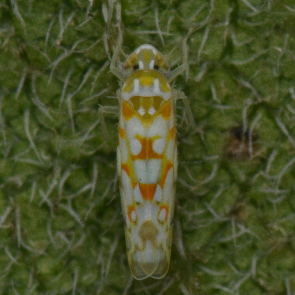 Protalebra nexa
