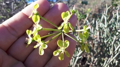 Pelargonium gibbosum
