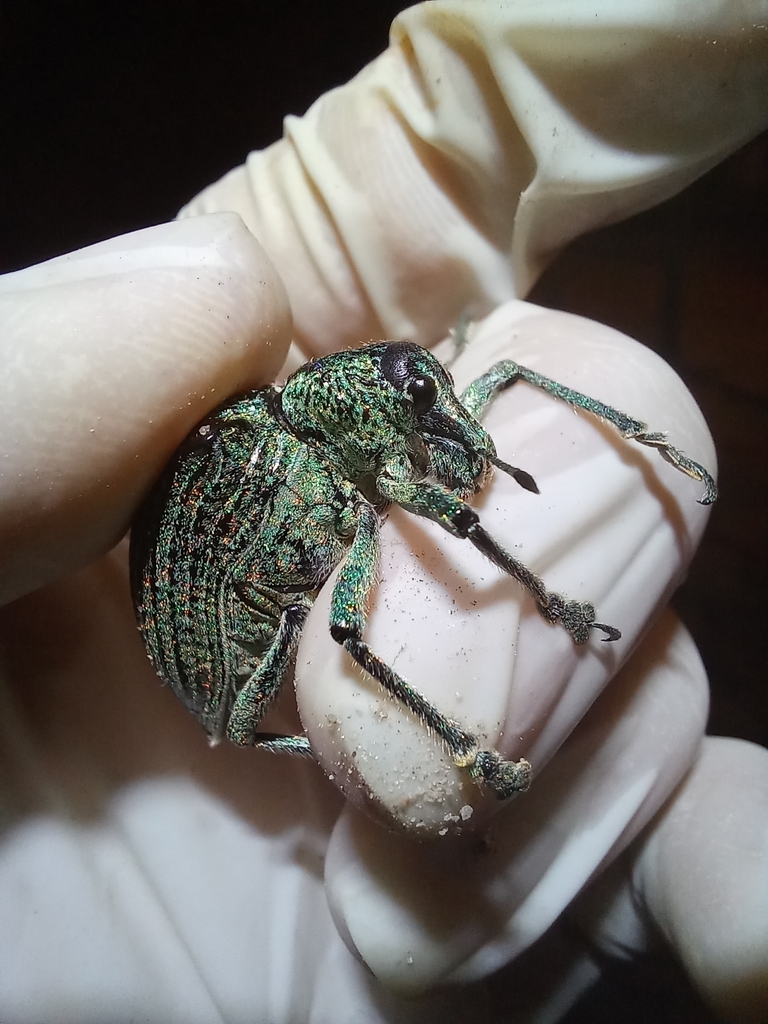 Brazilian Diamond Weevil from Conj. Pres. Castelo Branco III, João ...