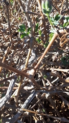 Pelargonium gibbosum