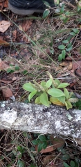 Peperomia trianae