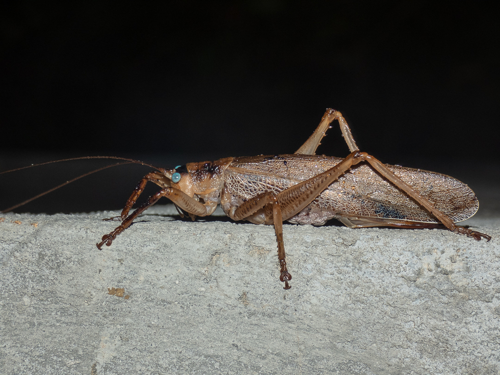 Nesonotus denticulatus