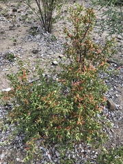 Anisotes rogersii