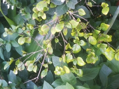 Sclerochiton harveyanus