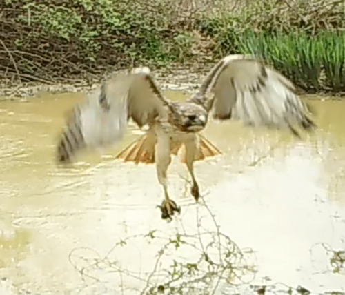 Red-tailed Hawk photographed in Indiana