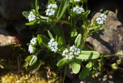 Valerianella locusta