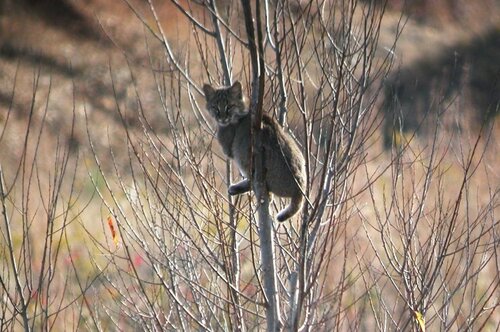Bobcat photographed in Arkansas