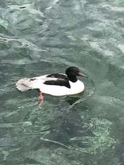 Mergus merganser