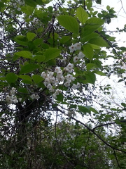 Halesia