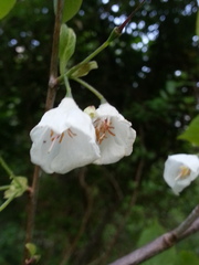 Halesia
