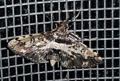 Nacoleia amphicedalis