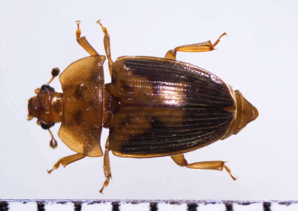 Sap beetle