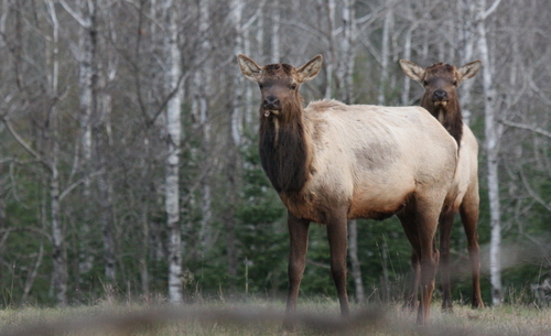 Elk photographed in Wisconsin