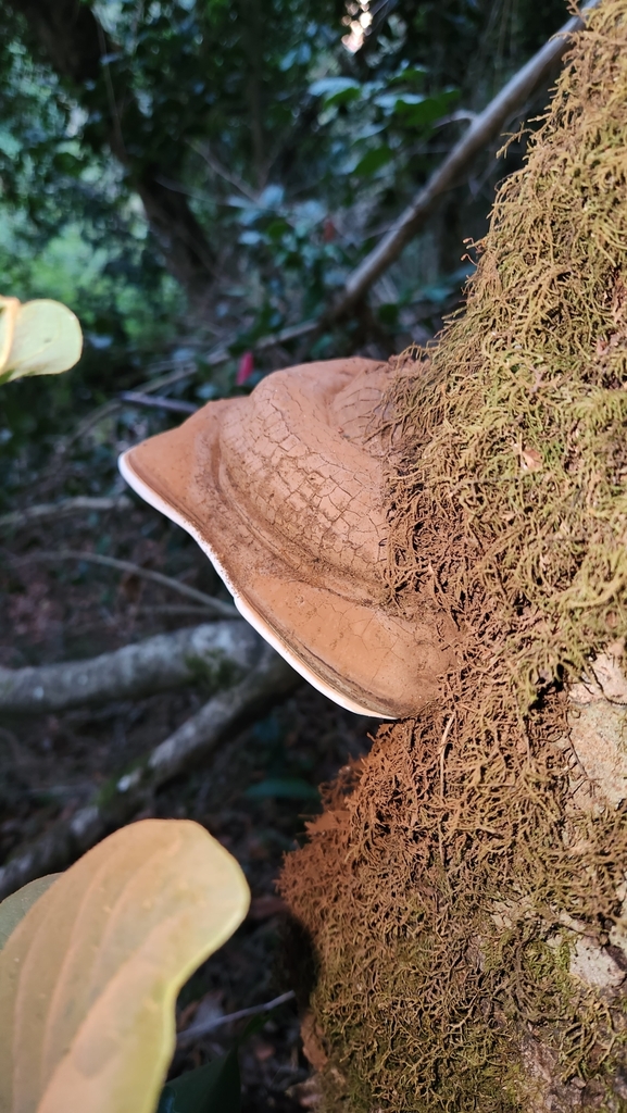 Ganoderma australe · April 2024 · photo: © laflorifunga_ (iNaturalist, cc-by)