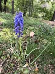 Muscari botryoides