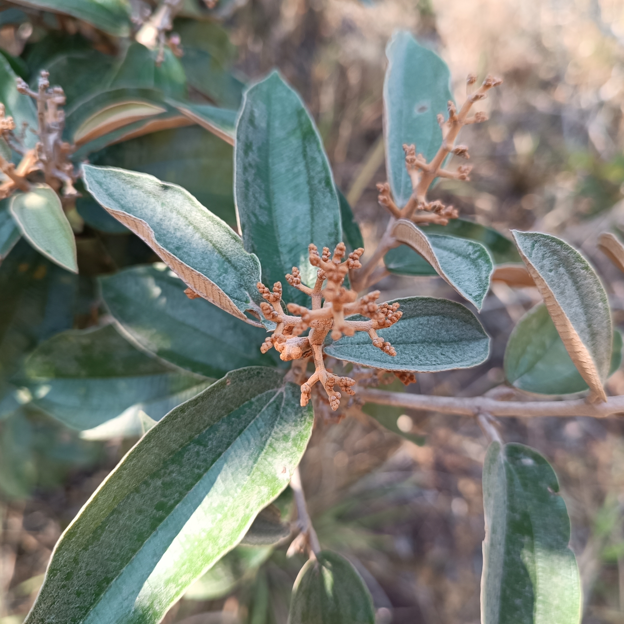 Imagem de Canela de velho