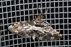 Nacoleia amphicedalis