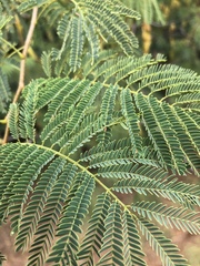 Albizia brevifolia