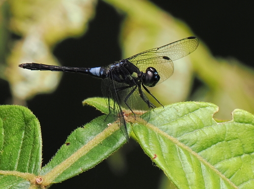 Erythrodiplax parvimaculata