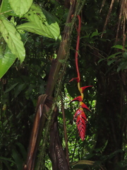 Heliconia pogonantha image