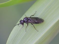 Phymatocera aterrima