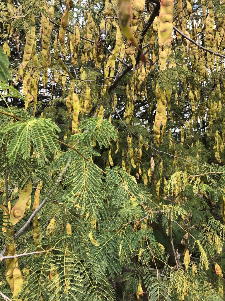 Mountain Albizia