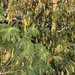 Albizia brevifolia - Photo (c) Troos van der Merwe,  זכויות יוצרים חלקיות (CC BY-NC), הועלה על ידי Troos van der Merwe