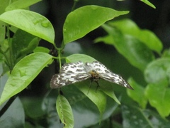 Abraximorpha davidii