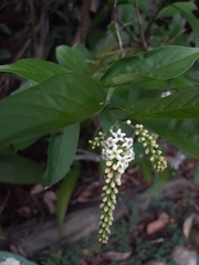 Citharexylum cooperi image