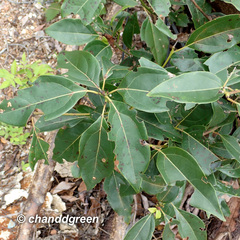 Cinnamomum parthenoxylon