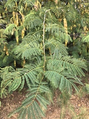 Albizia brevifolia