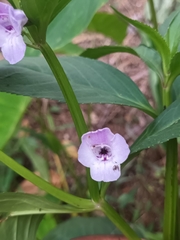 Bahelia (Bahelia)