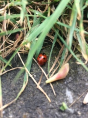 Coccinella septempunctata