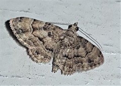 Gymnoscelis lophopus
