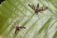 Furia ithacensis