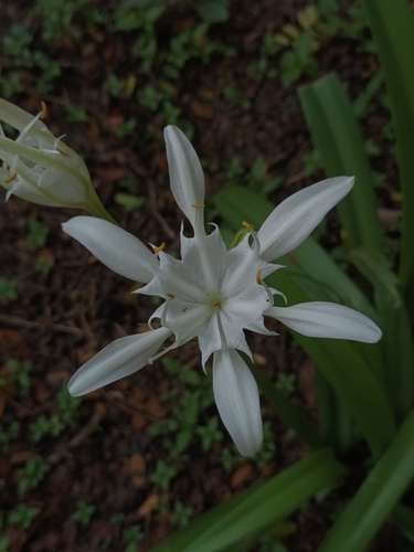 Pancratium triflorum (Pancratium triflorum)