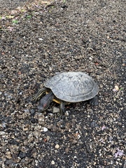Trachemys scripta