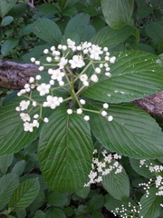 Viburnum sieboldii