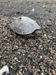 Trachemys scripta