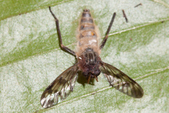 Furia ithacensis