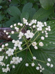 Viburnum sieboldii