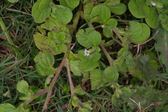 Nama jamaicensis, photograph Michelle W. （鍾偉瑋）, CC BY, iNaturalist via GBIF