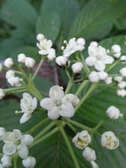 Viburnum sieboldii