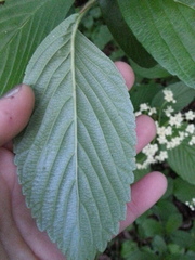 Viburnum sieboldii