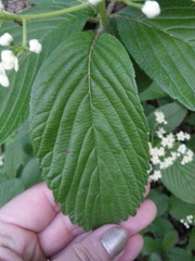 Viburnum sieboldii
