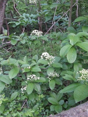 Viburnum sieboldii