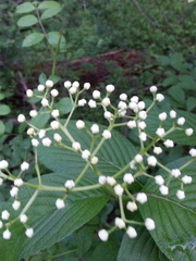 Viburnum sieboldii
