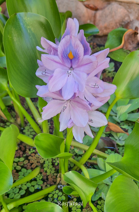 Pontederia crassipes