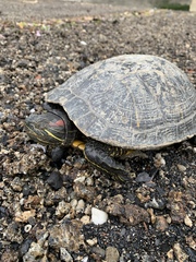 Trachemys scripta